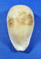Cypraeovula capensis capensis