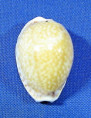 Naria acicularis