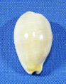 Palmadusta clandestina