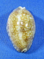 Pseudozonaria arabicula