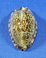 Pseudozonaria arabicula