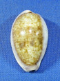 Contradusta bregeriana - PRODÁNO
