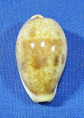 Contradusta bregeriana