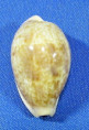 Contradusta bregeriana