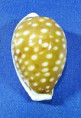 Cribrarula exmouthensis rottnestensis