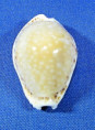 Erosaria cernica viridicolor - PRODÁNO