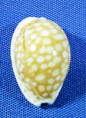 Cribrarula catholicorum