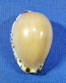 Notadusta angustata