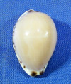 Notadusta angustata