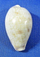 Contradusta walkeri