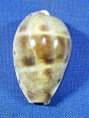 Contradusta walkeri