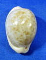 Cypraeaovula fuscorubra