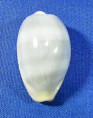 Erronea errones f. azurea