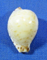 Cypraeovula algoensis albinistic