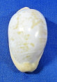 Cypraeovula fuscodentata