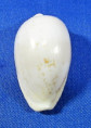 Cypraeovula fuscodentata
