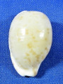 Cypraeovula edentula