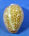 Naria englerti