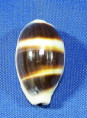 Palmadusta asellus