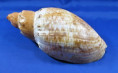 Livonia nodiplicata