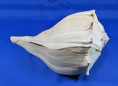 Sinistrofulgur sinistrum