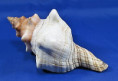 Pleuroploca trapezium