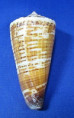 Conus thalassiarchus