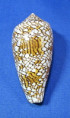 Conus textile