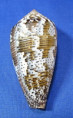 Conus achatinus