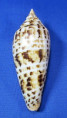 Conus phuketensis