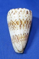 Conus caracteristicus
