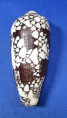Conus magnificus