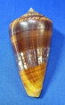 Conus amadis (forma)