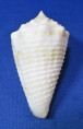 Conus sulcatus samiae