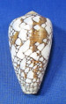 Conus pennaceus behelokensis