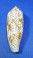 Conus nussatella