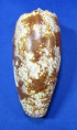 Conus geographus