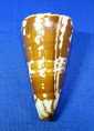 Conus maldivus