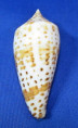 Conus lynceus