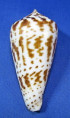 Conus inscriptus