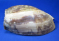 Cymbium marmoreus