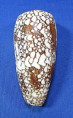 Conus pennaceus