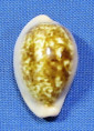 Zonaria pyrum senegalensis
