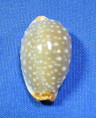 Staphalaea limacina interscincta