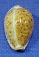 Erosaria ocellata