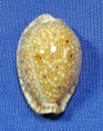 Erosaria ocellata