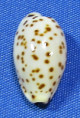 Ransoniela punctata berinii