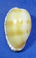 Notocypraea piperita bicolor