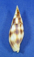 Nebularia ustulata