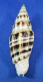Vexillum albofulvum